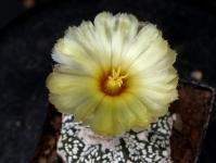 Thumbnail of 1845_Astrophytum super-kaputo_20150523_02(1).JPG
